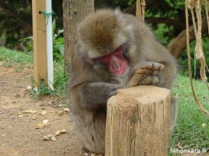 Les singes d'Arashiyama