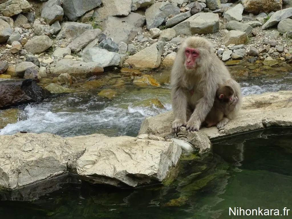 Jigokudani