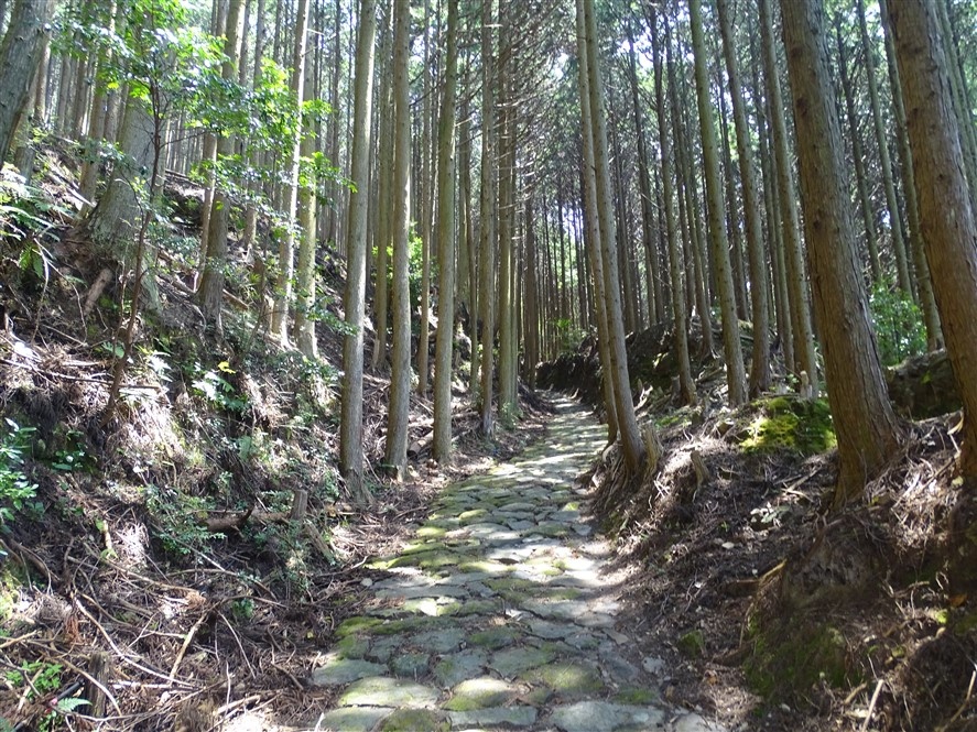 chemin-pèlerinage-kumano-kodo