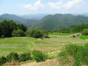paysage-rizière-japon