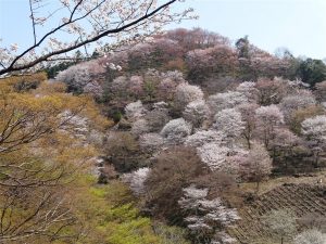 Des arbres à Sakura