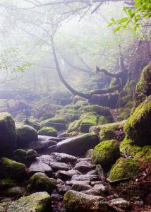 Une randonnée à Yakushima