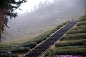Les champs de thé de Boseong