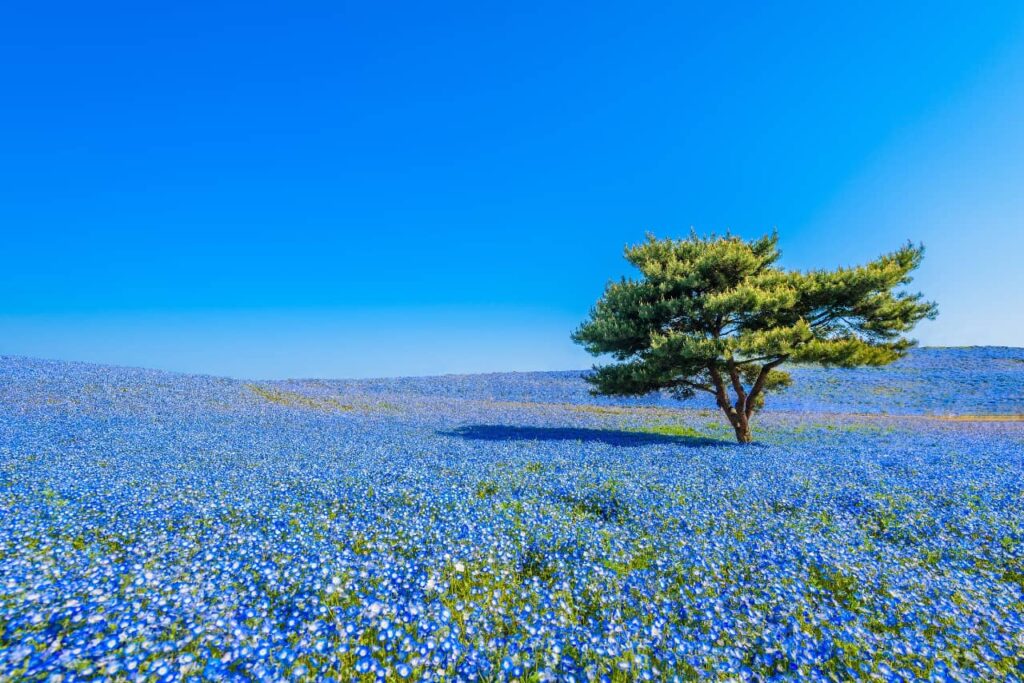 Le Hitachi Seaside Park au Japon