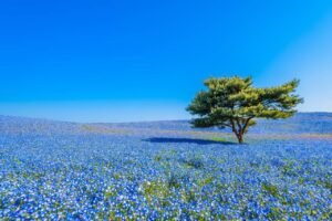 Le Hitachi Seaside Park au Japon